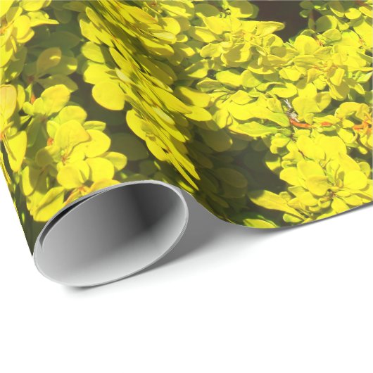 Papier Cadeau Modèle d'or jaune Woadwaxen d'arbustes (Coin rond)