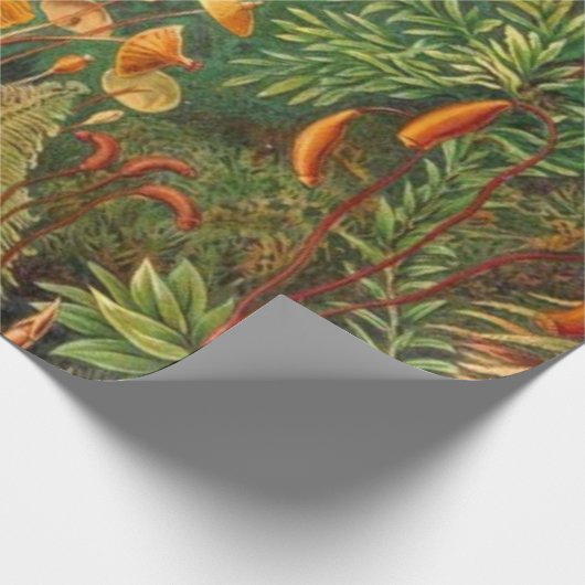 Papier Cadeau Moss - Ernst Haeckel (Coin)