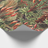 Papier Cadeau Mosses, Muscinae Laubmoose par Ernst Haeckel (Coin)