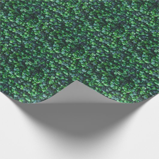 Papier Cadeau Mur vert ivoire : surface naturelle. (Coin)