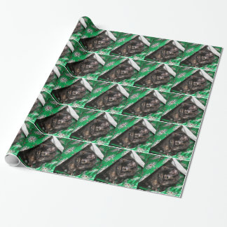 Papier Cadeau Noël de chat d'écaille