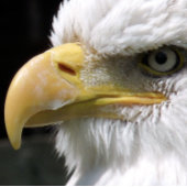 PAPIER CADEAU OISEAU D'AGLE