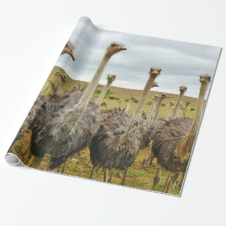 Papier Cadeau Oiseau d'autruche