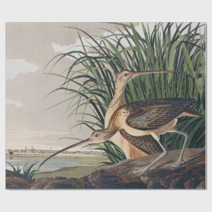 Papier Cadeau Oiseau de Courlis à long bec Audubon