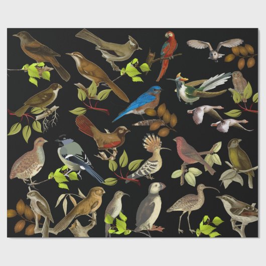 Papier Cadeau Oiseaux et plus (Plat)