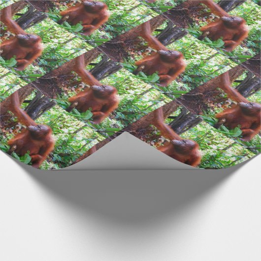 Papier Cadeau Orang-outan (Coin)