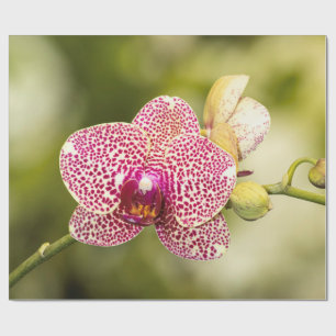 Papier Cadeau Orchidée tachetée rose
