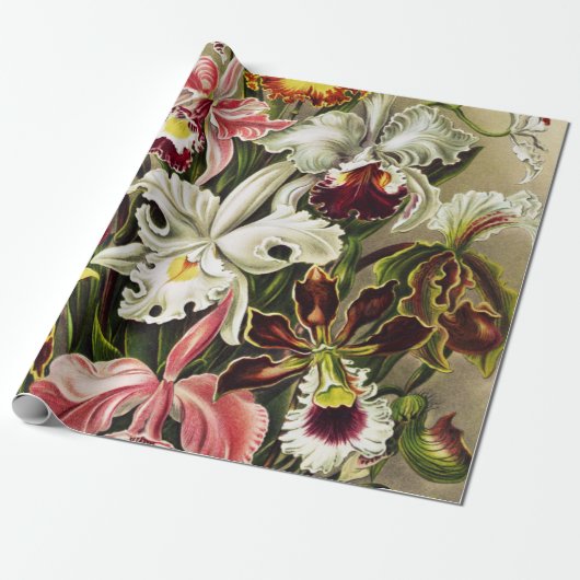 Papier Cadeau Orchidées, Orchideae Denusblumen Ernst Haeckel (Déroulé)