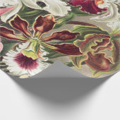Papier Cadeau Orchidées, Orchidées Denusblumen par Ernst Haeckel (Coin)
