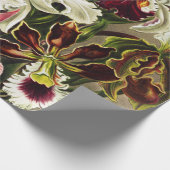 Papier Cadeau Orchids, Orchideae Denusblumen Ernst Haeckel  (Coin)