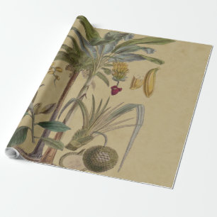 Papier Cadeau Palm Antique Fruit Tropical Art Botanique