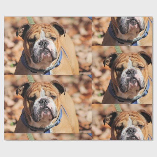 Papier Cadeau Papier à enveloppement Buddy Bulldog (Plat)