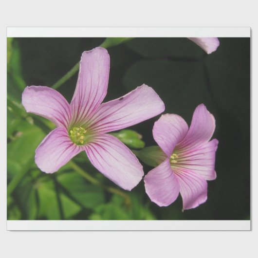 Papier Cadeau Papier à enveloppement floral (Plat)