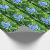 Papier Cadeau Papier d'enveloppement Virginia Bluebell (Coin)