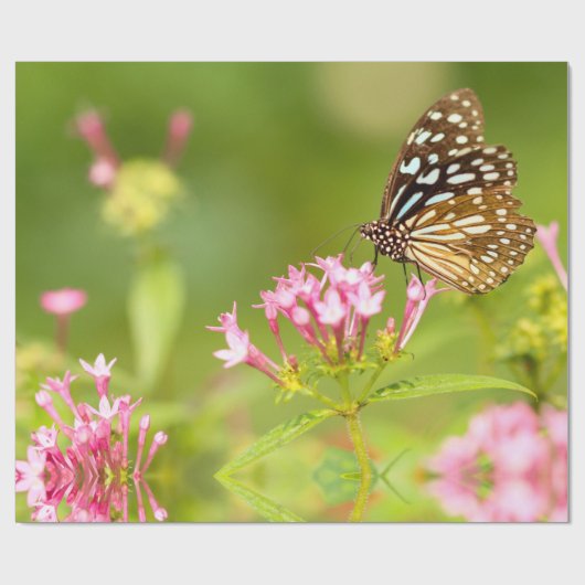 Papier Cadeau papillon (Plat)