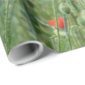 Papier Cadeau Pavot sauvage (Coin rond)