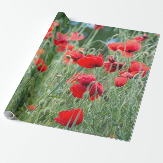 Papier Cadeau Pavot sauvage (Déroulé)