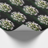 Papier Cadeau Pentas blanc (Coin)