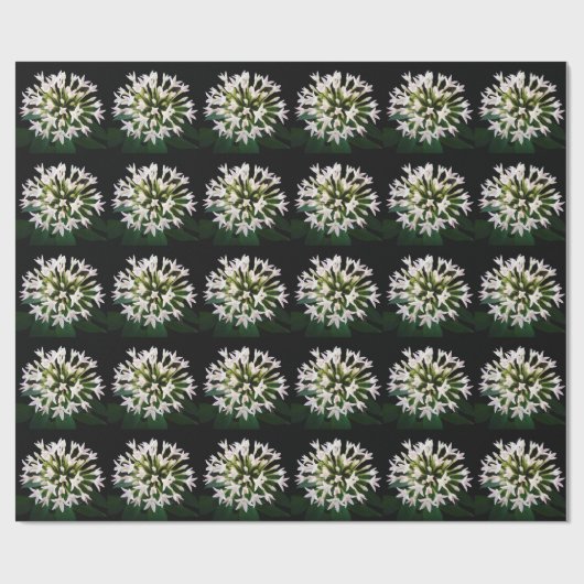 Papier Cadeau Pentas blancs (Plat)