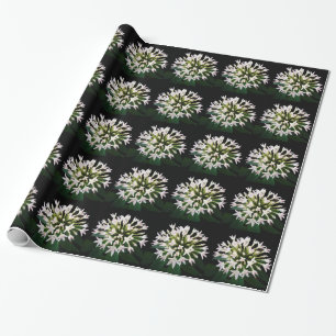 Papier Cadeau Pentas blancs