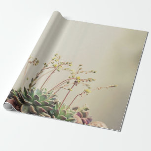 PAPIER CADEAU PETIT JARDIN SUCCULENT