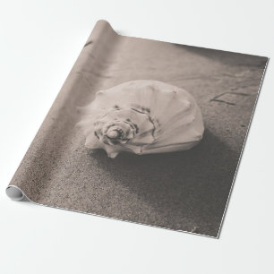 Papier Cadeau Photo de clôture de coquillages blancs sur sable