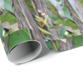 Papier Cadeau Picus viridis (Coin rond)