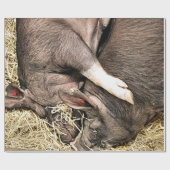 PAPIER CADEAU PIÈCES FRAÎCHES (Plat)