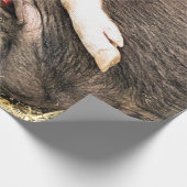 PAPIER CADEAU PIÈCES FRAÎCHES (Coin)