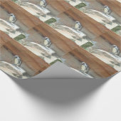 Papier Cadeau Pingouin, Faune, Animal, Oiseau sauvage, Zoo, Été (Coin)