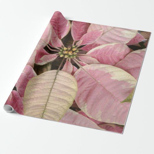 Papier Cadeau Pink Poinsettias (Déroulé)