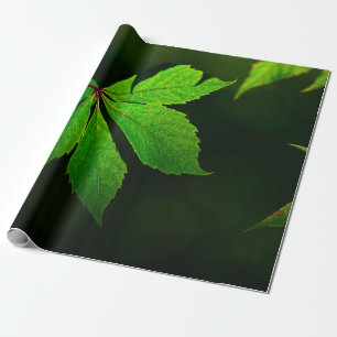 Papier Cadeau Plante de texture motif de la feuille