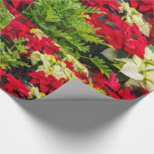 Papier Cadeau Poinsettia rouge de fleur de Noël (Coin)
