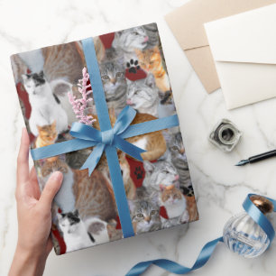 Papier Cadeau Point de rencontre des chats