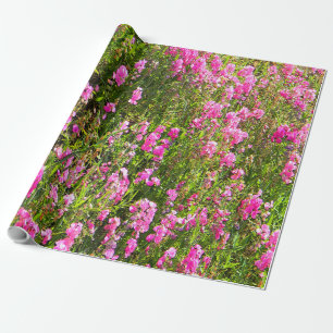 Papier Cadeau Pois de senteur sur la colline....