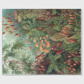 Papier Cadeau Poster d'Ernst Haeckel Moss Vintage (Plat)