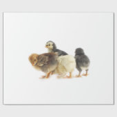 Papier Cadeau poussins moelleux (Plat)
