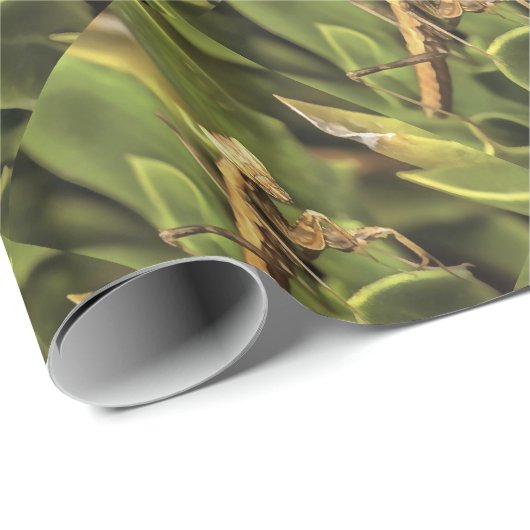 Papier Cadeau Prière Mantis Portrait Insect Art (Coin rond)