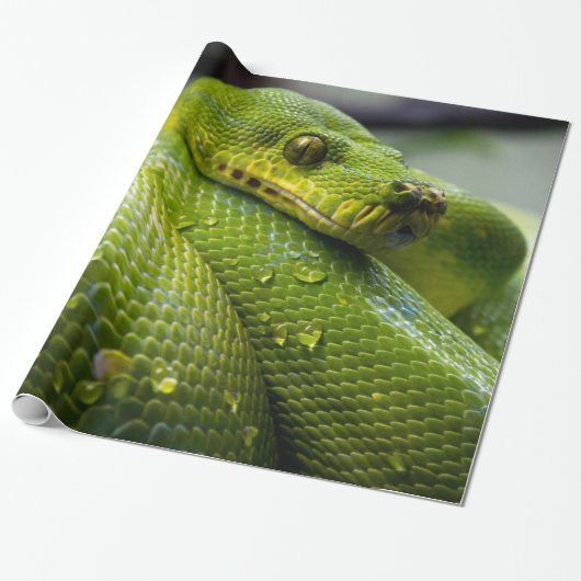 Papier Cadeau Python (Déroulé)