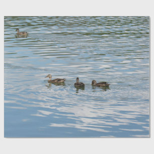 Papier Cadeau Quatre canards sur la rivière