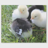 Papier Cadeau Quatre noirs et poussins jaunes de poulet de bébé (Plat)