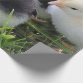 Papier Cadeau Quatre noirs et poussins jaunes de poulet de bébé (Coin)