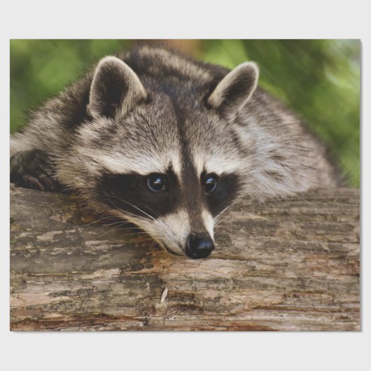 Papier Cadeau Raccoon mignon reposant sur un journal (Plat)