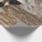 Papier Cadeau Raccoon mignon reposant sur un journal (Coin)