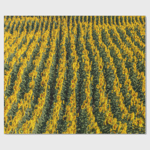 Papier Cadeau Rangées de tournesol