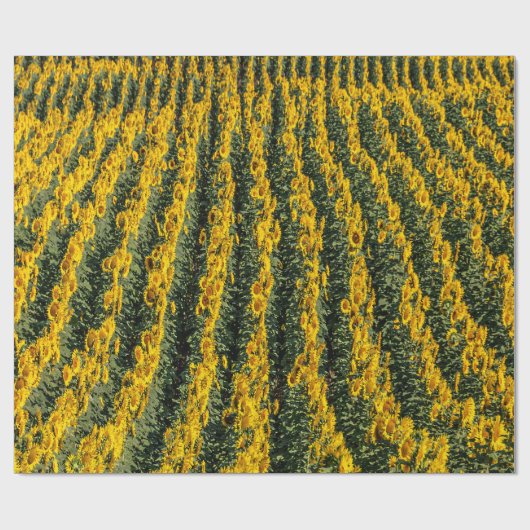 Papier Cadeau Rangées de tournesol (Plat)