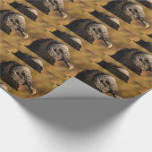 Papier Cadeau Recoins et fentes (Coin)