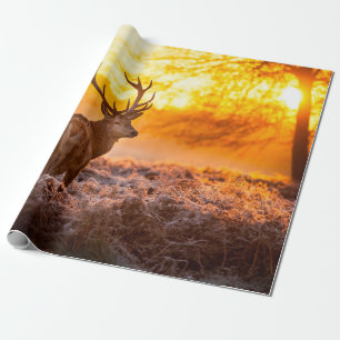 Papier Cadeau Red Deer in Morning Sun, cerf, animal, faune, natu