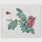 Papier Cadeau Rose Pierre-Joseph Redouté Kamtschatka (Plat)