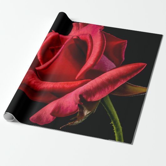 Papier Cadeau Rose rouge contre Arrière - plan noir (Déroulé)